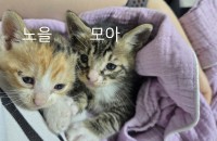 [개냥이] 새끼고양이 가족 찾고있어요!