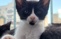 부산 수영구에서 네쌍둥이 코숏 분양합니다