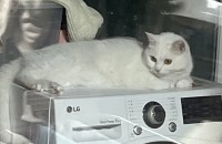 사랑스럽고 귀여운 생후1년 브숏 크림이 분양합니다