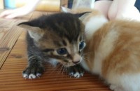 <청주> 코숏 6주 아꿍이들