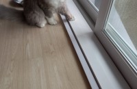 브리티쉬롱헤어 여아 데려 가실분 찾습니다^^ (전라북도 군산입니다)