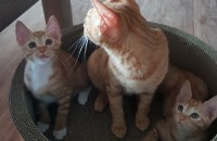 김해 코숏  치즈태비 아기냥이 분양