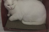 3년된 성묘 분양합니다