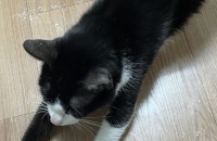 (김해)2살 암컷 턱시도, 고등어의 새로운 보호자 분을 찾습니다!