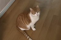 김해) 3살 숫컷 치즈냥의 새로운 보호자 분을 찾습니다