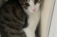 (김해) 두 살된 암컷 코숏 턱시도, 고등어 무료분양 합니다