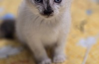 샴 3개월 무료분양