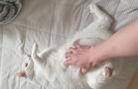 코숏(흰색) 고양이 분양