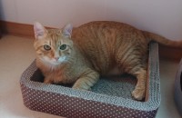 (경기도 수원) 치즈코숏 무료분양합니다