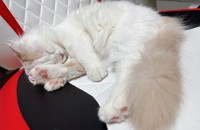 개냥이,애교철철 스코티쉬 폴드 분양합니다.(급)_8개월령