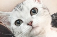 아메리칸 숏 해어 실버태비 3살