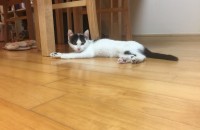 서울 잠원동 신사역 3개월 아기고양이