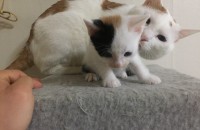 1개월된 고양이새끼 분양합니다 여아2남아2(울산)무료분양