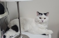 먼치킨 1살남아 분양해요