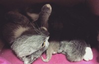 스코티쉬폴드맘마의 자식 한마리만 입양보내요