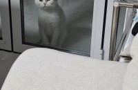 순딩이 개냥이 스코티쉬 폴드 보리 분양해요!