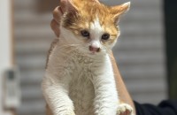 ‼️3개월 남아 치즈냥이 분양합니다‼️