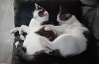 사랑으로 키운 아이들 새로운 가족을 찾아요..