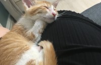 ※치즈 두달반된 여아 분양합니다※