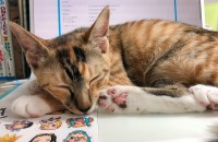 코숏 두마리 분양합니다