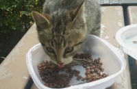 사랑스러운 애기 길냥이 기르실분