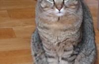 3세 코숏 고등어 집사님 찾습니다^^