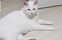 터키시 앙고라 개냥이 남아(중성화) 무료분양합니다.