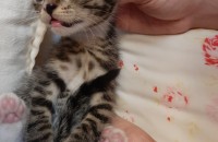 아기 고양이 무료 분양합니다.