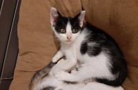 1개월 반정도된 아기냥이들 무료 분양합니다.