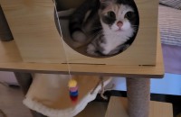 집에서 키우던 1년 조금지난 고양이 암컷 무료분양합니다.