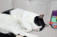 2살 고양이 대려가실분!