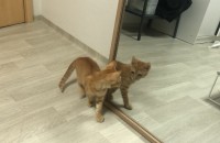 3개월 아기 고양이 무료분양