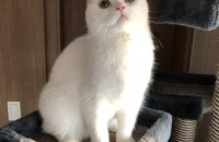 브리티쉬 숏헤어 분양합니다