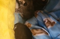 2주된 새끼고양이무료분양