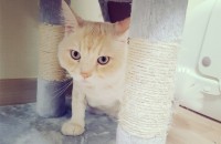 나폴레옹롱레그 4살 성묘 분양합니다.