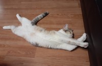 우리 쿵이 무료분양합니다.