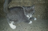 아기고양이 무료분양