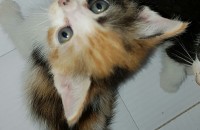 예쁜 아기고양이 무료 분양