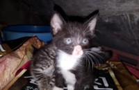 아기고양이 무료분양 함니다