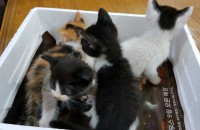 아기고양이 무료분양