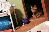 여수 무료 분양 (책임비x 모든 용품 드림)