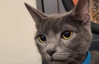 러시안 블루 도레, 미파, 솔라, 시도의 새로운 가족이 되어주실 분을 찾습니다!