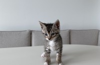 아기고양이들 무료분양해용