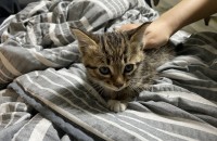 귀여운 남자아이 분양합니다