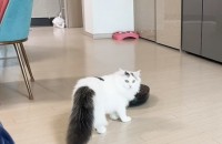 노르웨이숲고양이 분양합니다