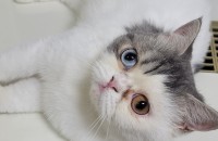 엑죠틱 숏헤어 긴급 무료분양