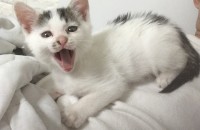 귀여운 아깽이 분양해요!