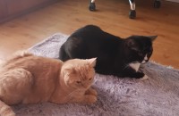 울이쁜아가들 ..좋은분만 델구가주세요제발요