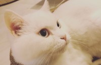 부산 터키쉬앙고라 성묘 무료분양(중성화o/접종o)