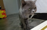 페르시안 남아. 2세추정